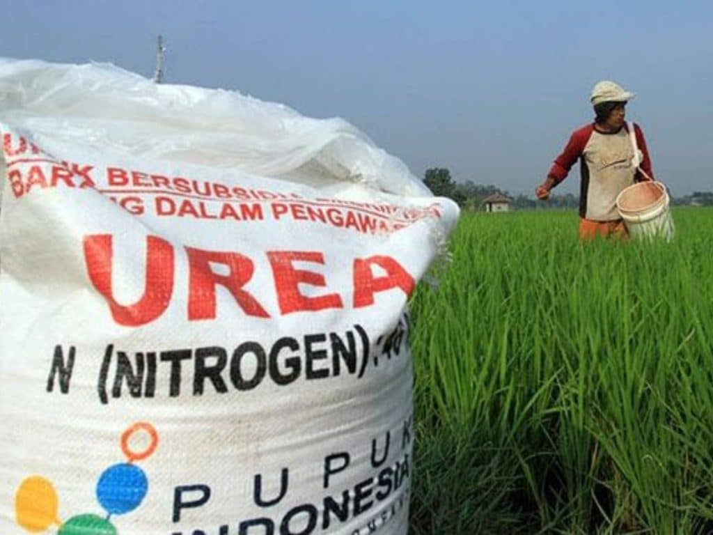 Teknik pemupukan padi yang benar agar hasil panen berlimpah