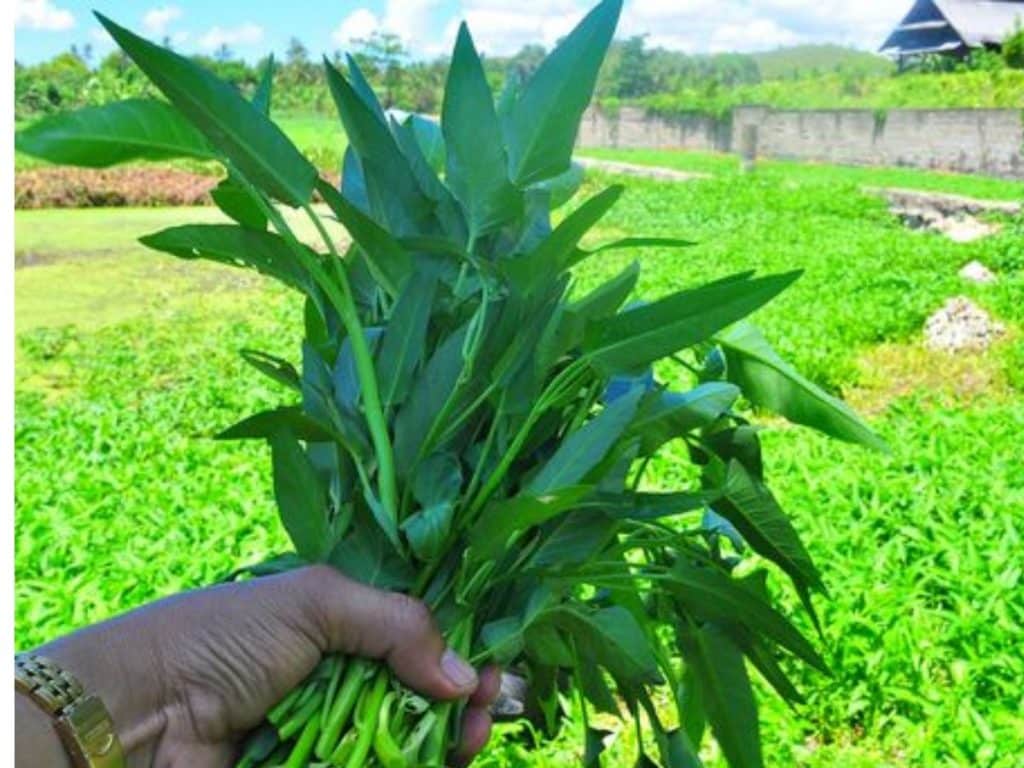 Cara menanam kangkung dari biji